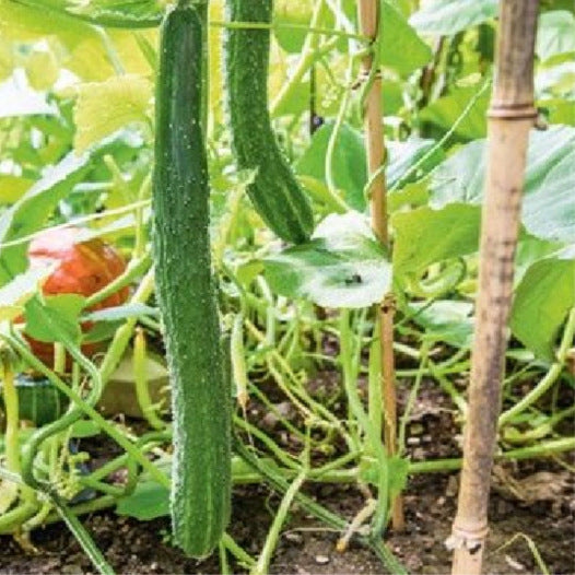 Komkommer Groen Lang uit China (slangenkomkommer) zaden biologisch - Feggies