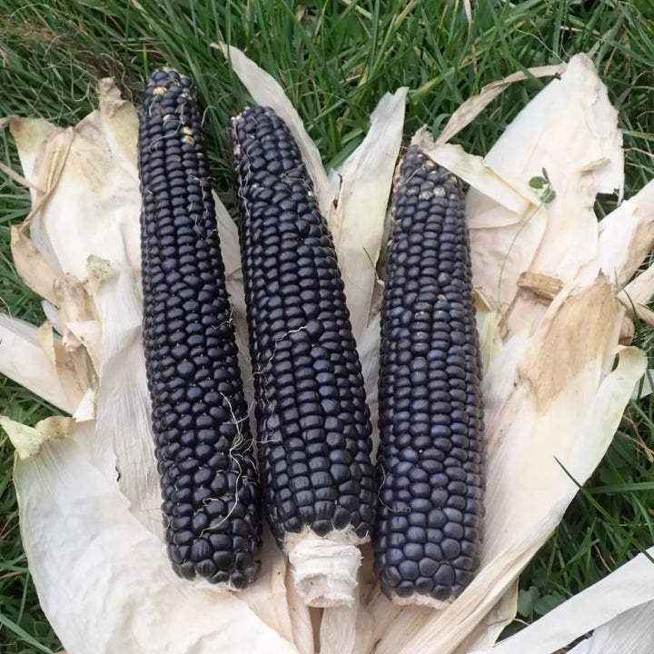 Korrelmaïs ‘Zwart uit Ticino’ (Zea mays) – biologische zaden