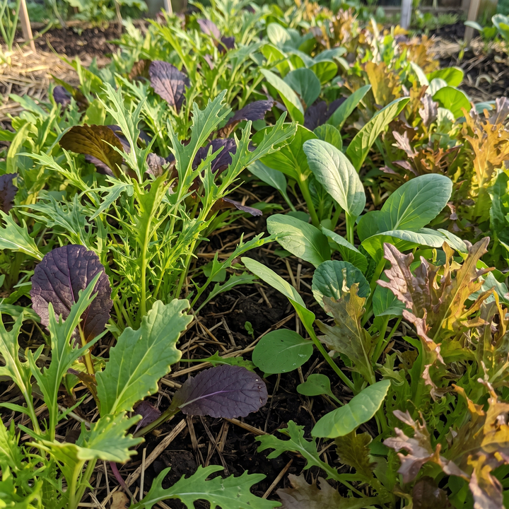 Mesclun aziatische mix – biologische slazaden (doorplukker)