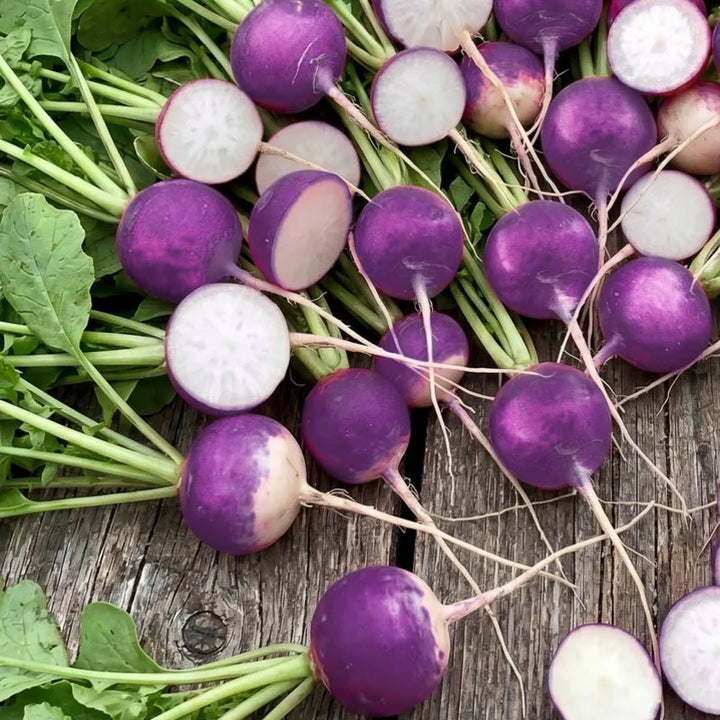 Radijs Purple Plum