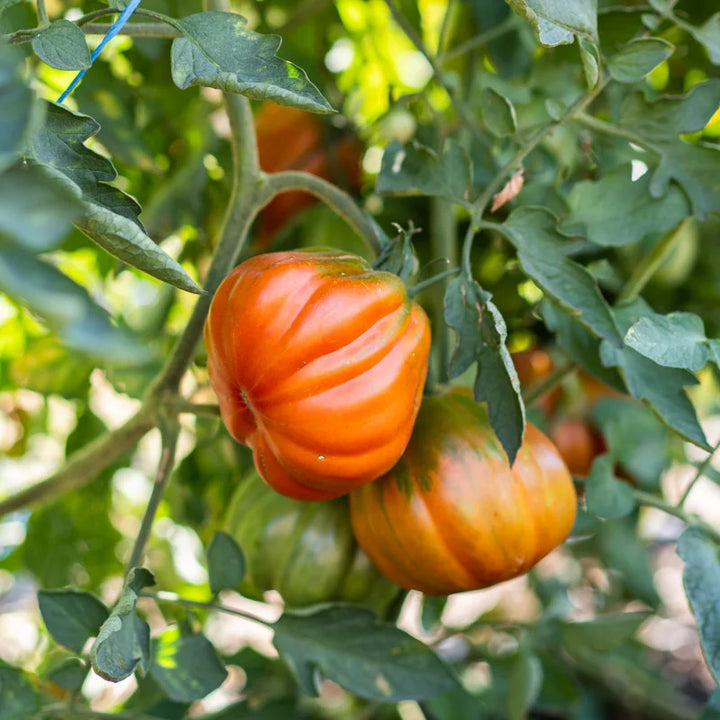 Tomaat Costoluto Fiorentino