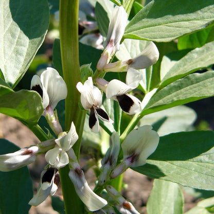 Paardenboon (Vicia faba) zaden – Biologisch & historisch