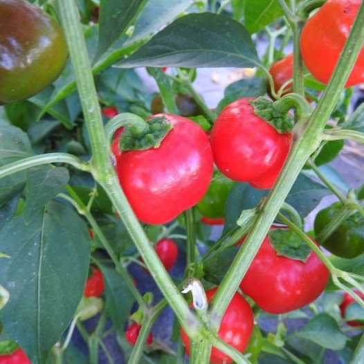 Paprika Mini Bell rood zaden biologisch