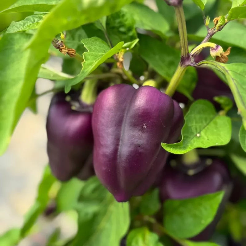 Paprika Paars Oda zaden biologisch - Feggies