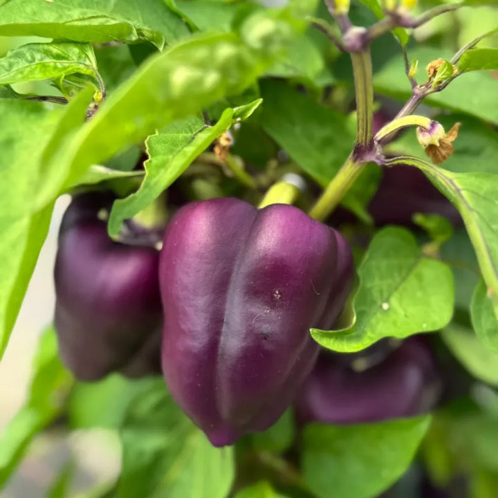 Paprika Paars Oda zaden biologisch