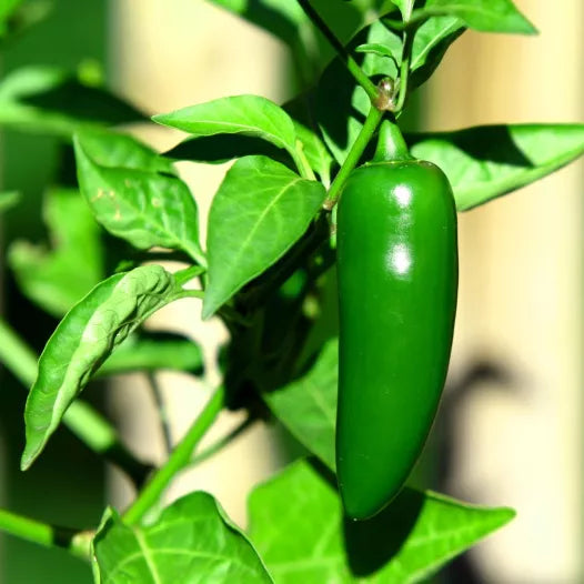 Jalapeño Peper zaden biologisch - Feggies