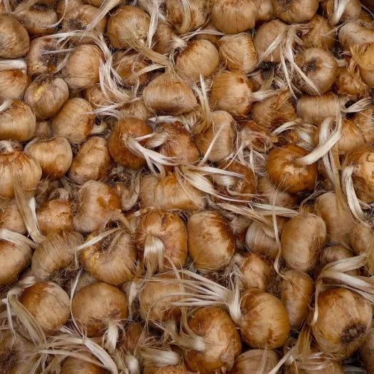 Biologische safraanbollen - per 5 stuks