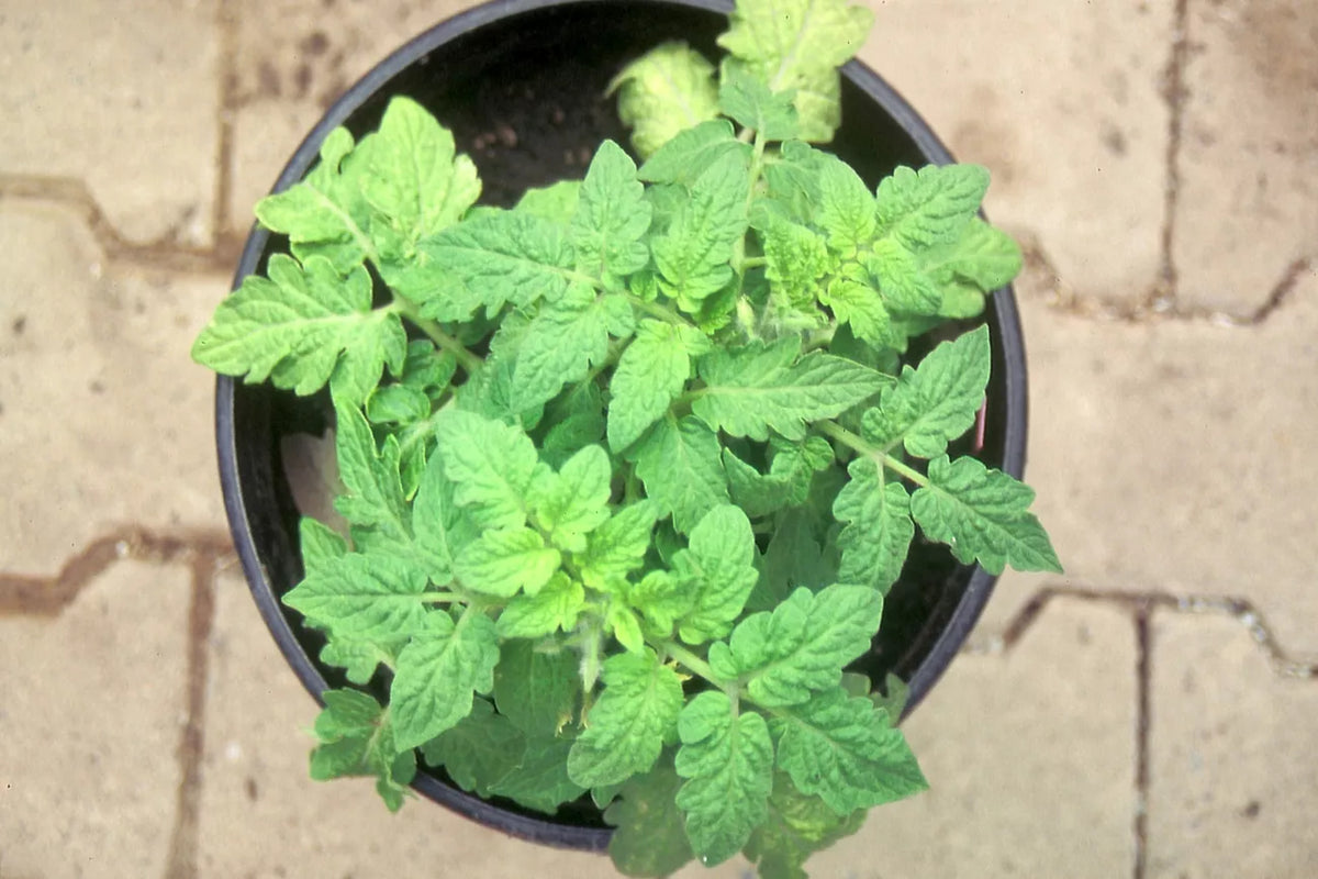 Tomaat Tigerette Cherry biologische zaden - Feggies
