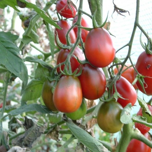 Tomaat Prune Noire zaden biologisch - Feggies