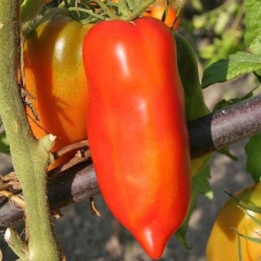 Tomaat des Andes zaden biologisch