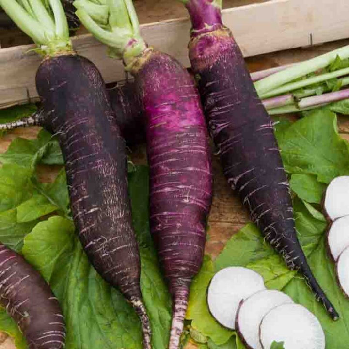 Violet de Gournay – biologische radijszaden (Heirloom)