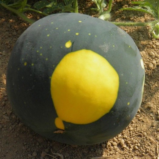 Watermeloen Lune Etoile zaden biologisch