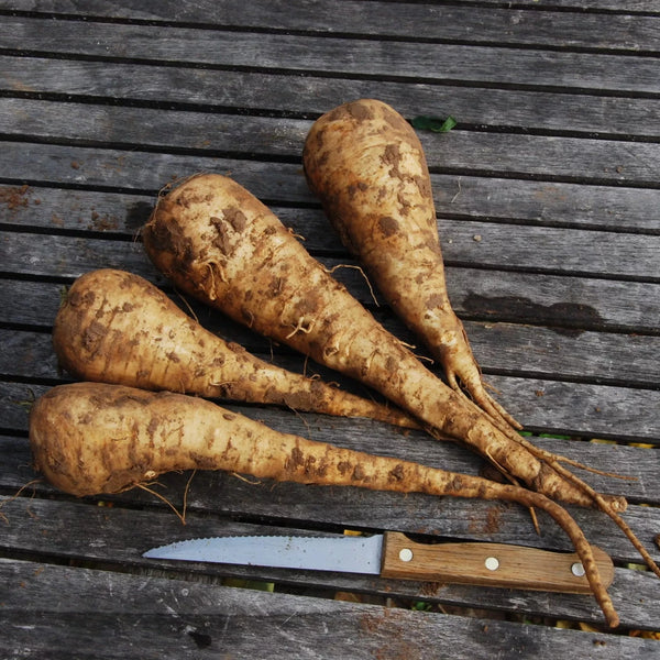 Pastinaak ‘White King’ (Pastinaca sativa) – biologische zaden
