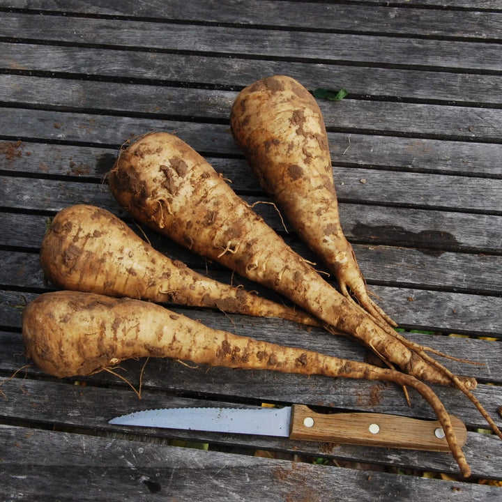 Pastinaak ‘White King’ (Pastinaca sativa) – biologische zaden