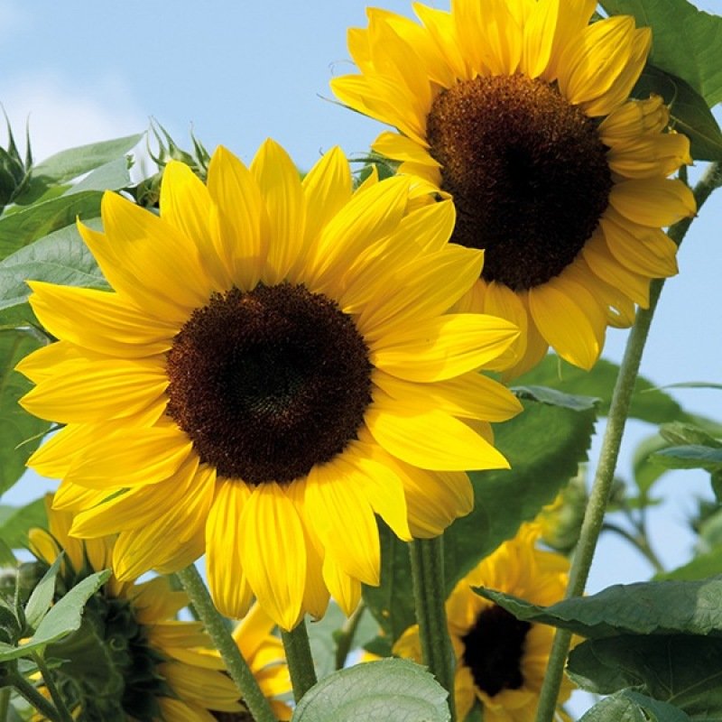 Zonnebloem decoratieve mengeling zaden biologisch - Feggies