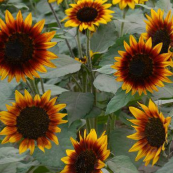 Zonnebloem ring of fire zaden biologisch - Feggies