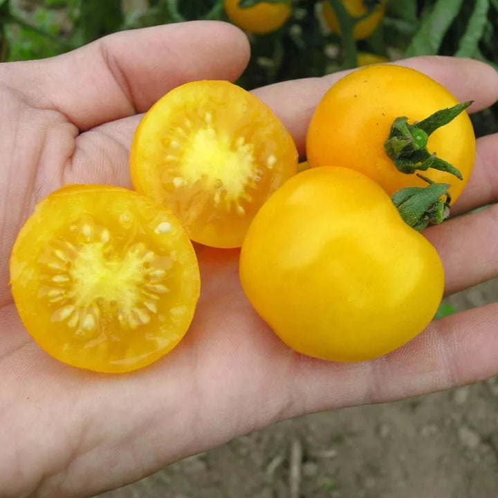 Tomaat ‘Dorada’ (Solanum lycopersicum) – biologische zaden