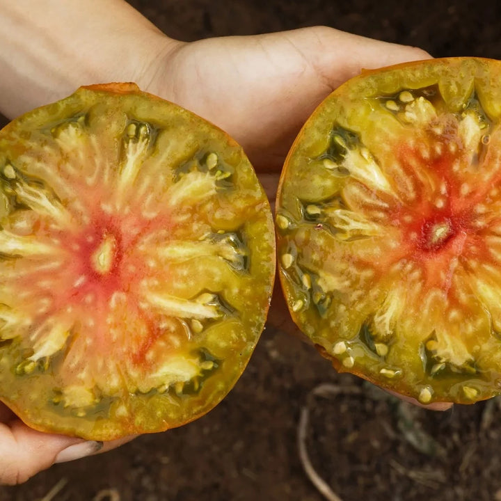Tomaat ‘Ananori’ (Solanum lycopersicum) – biologische zaden