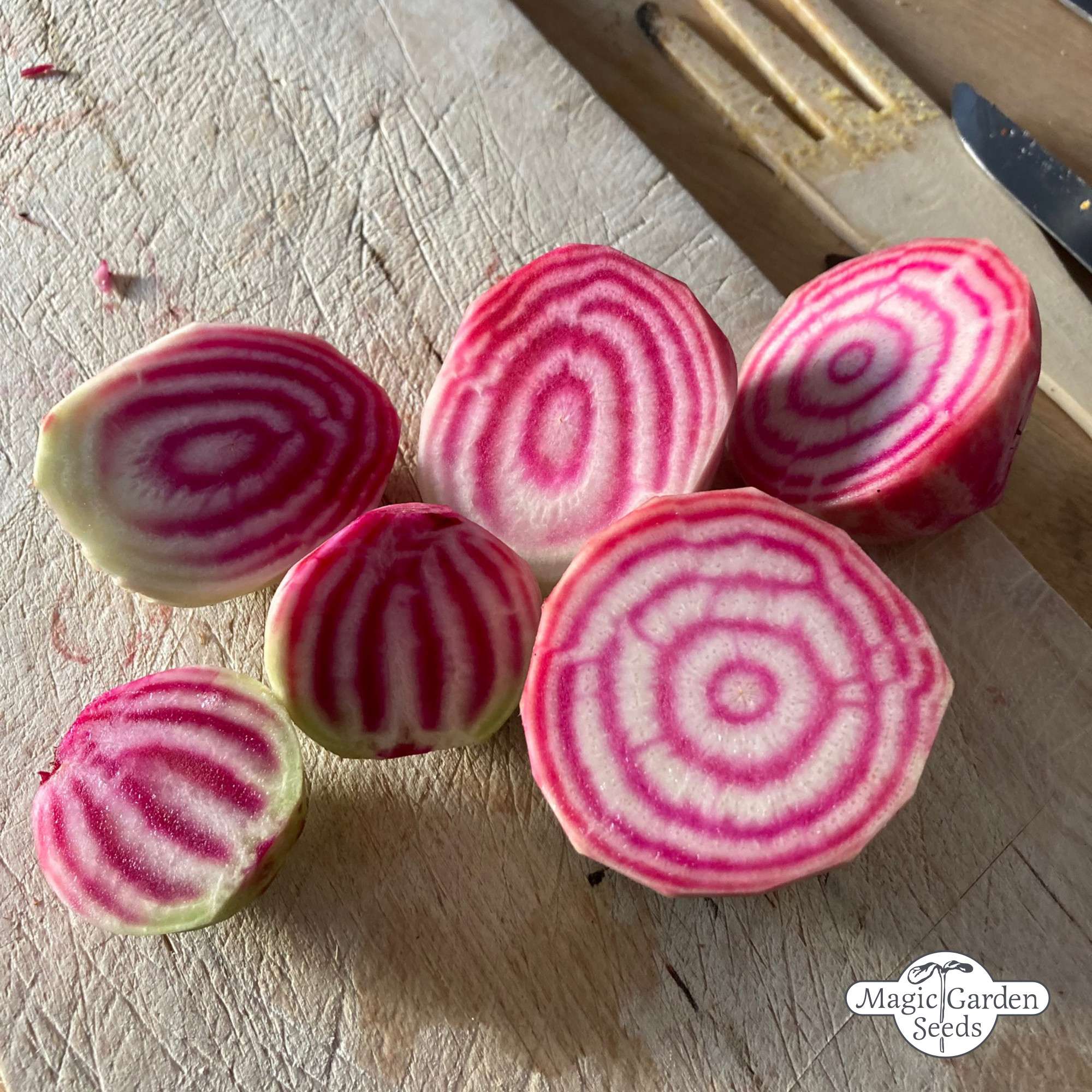 Rode biet 'Tonda di Chioggia' zaden biologisch