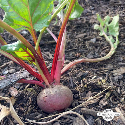 Rode biet 'Tonda di Chioggia' zaden biologisch