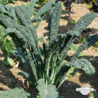 Toscaanse Palmkool 'Cavolo Nero di Toscana' zaden biologisch