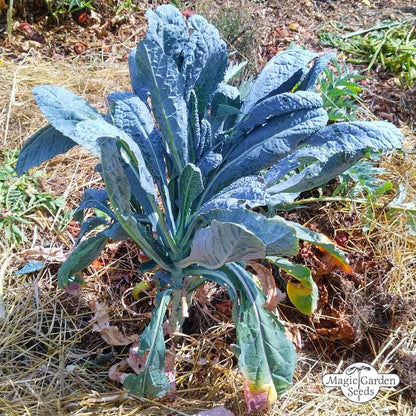 Toscaanse Palmkool 'Cavolo Nero di Toscana' zaden biologisch