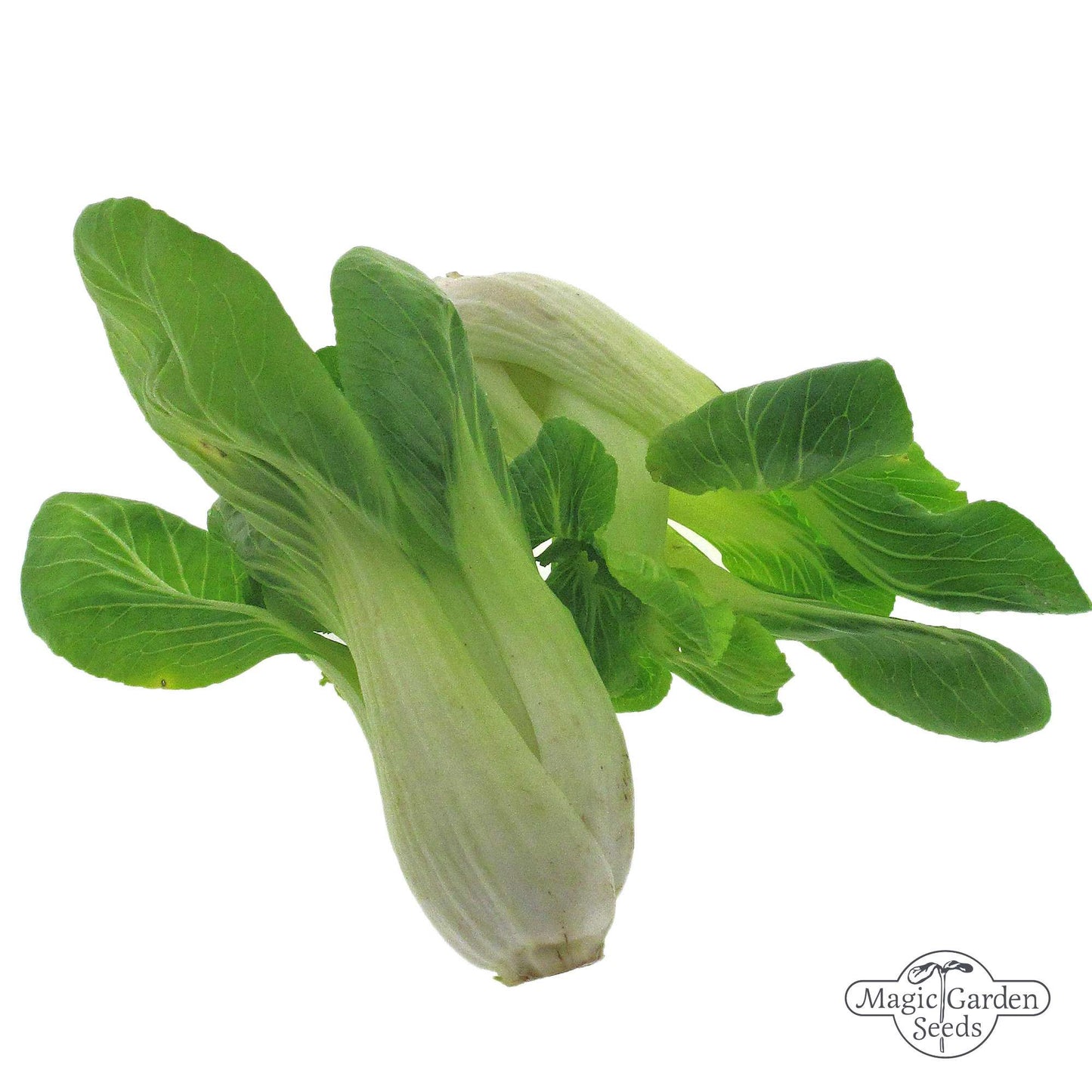 Pak Choi 'Tai Sai' zaden Biologisch