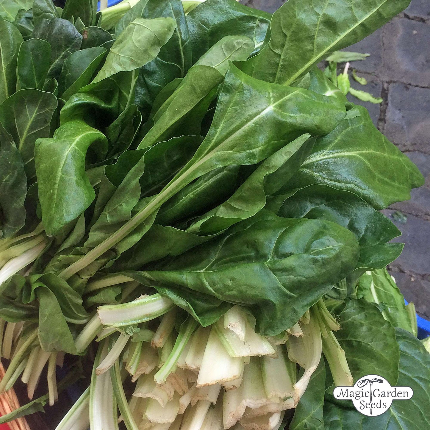 Pak Choi 'Tai Sai' zaden Biologisch