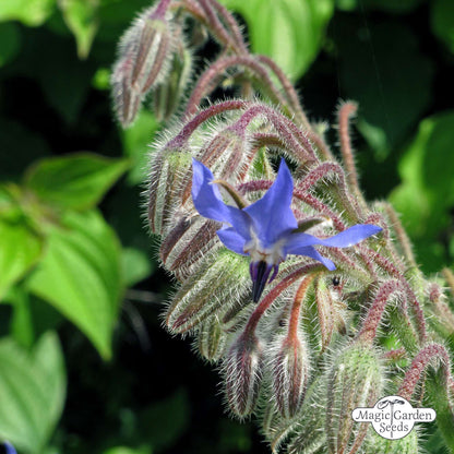Komkommerkruid Borage zaden biologisch