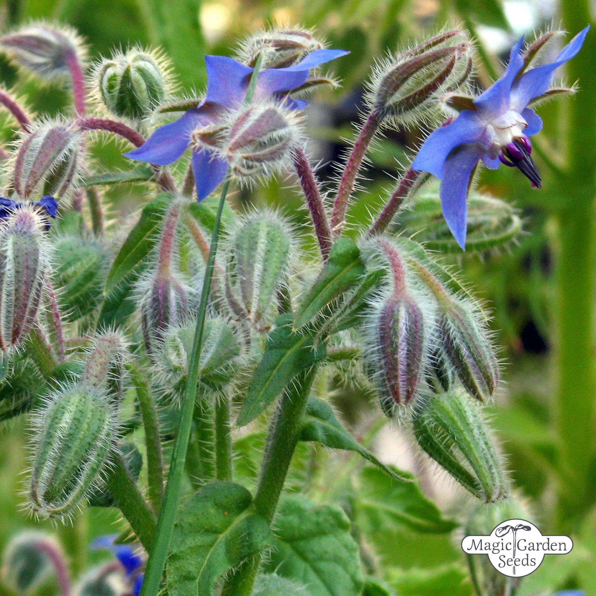 Komkommerkruid Borage zaden biologisch