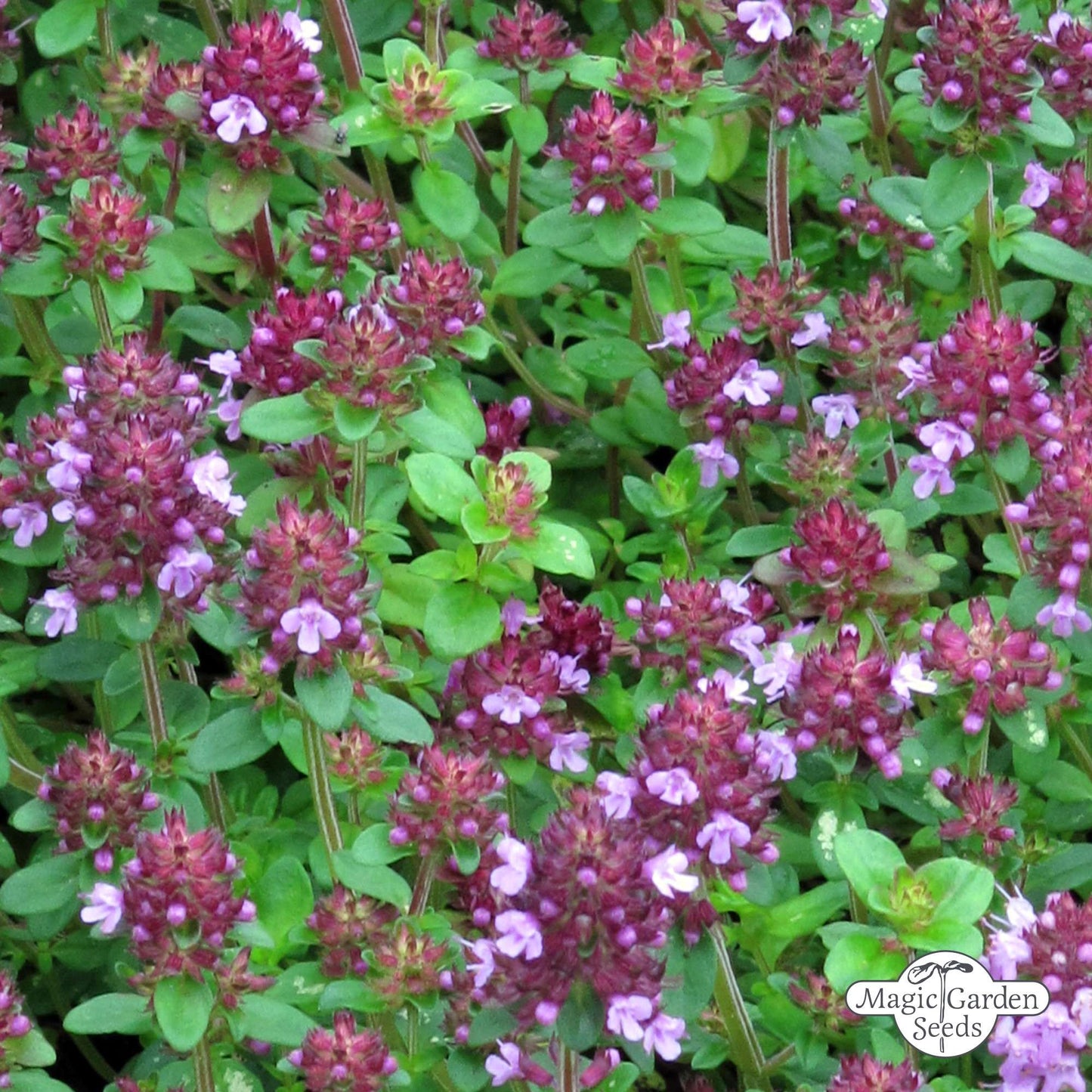 Grote tijm zaden biologisch (Thymus pulegioides)