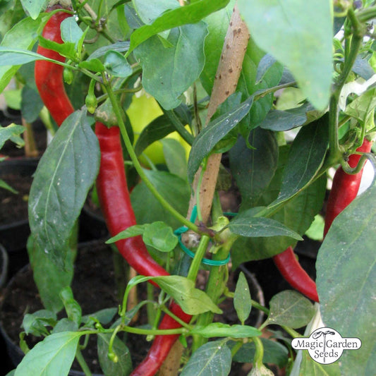 Chili peper 'Westlandse lange rode' zaden biologisch