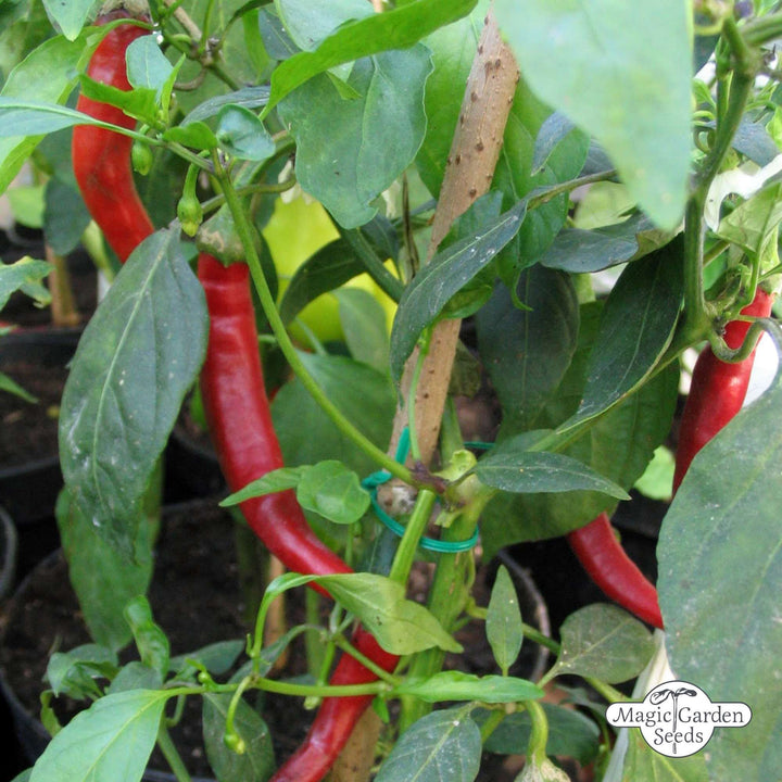 Chilipeper 'Westlandse Lange Rode' – Biologische zaden