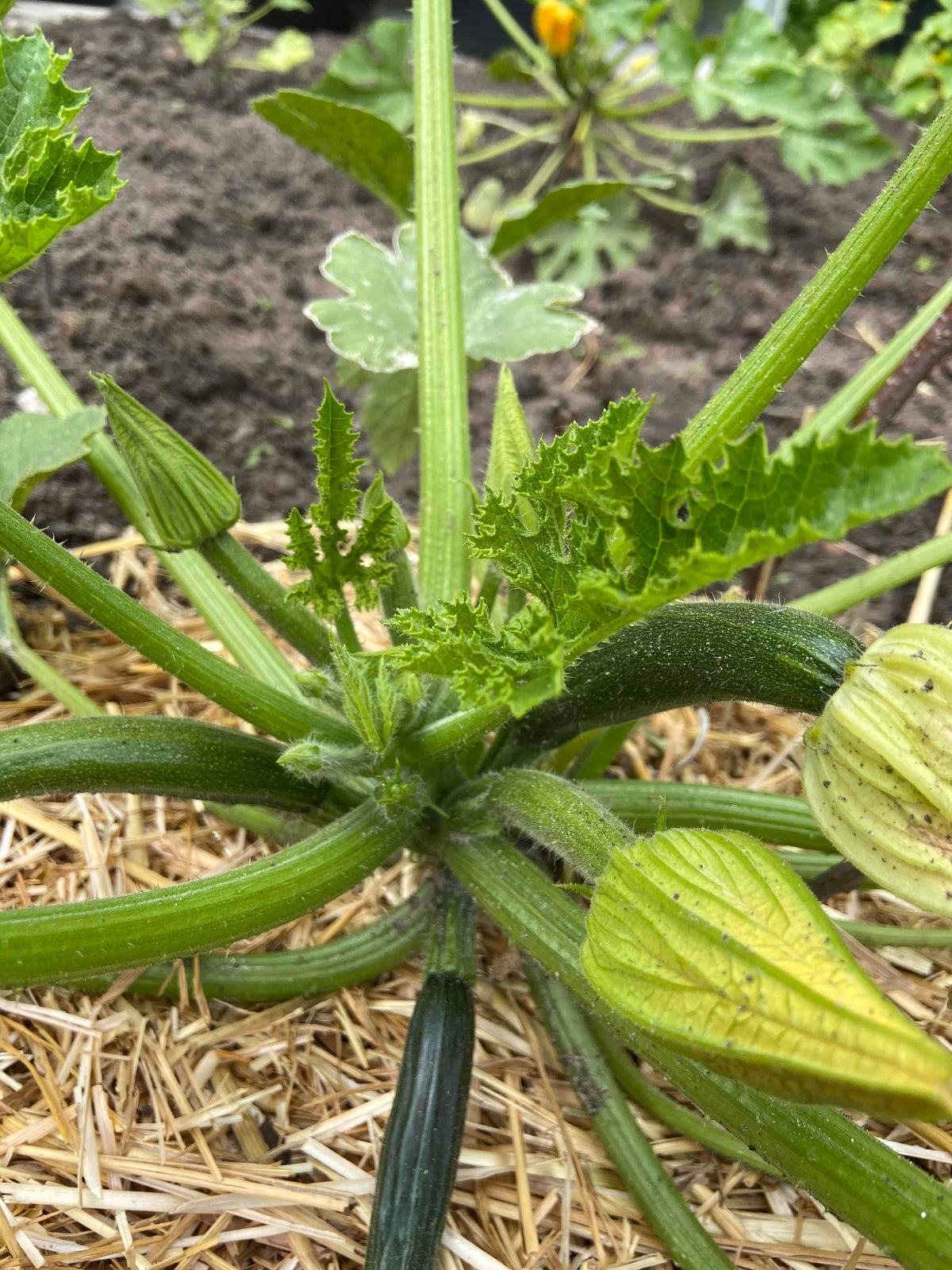 Organic Courgette Black Beauty zaden - Feggies