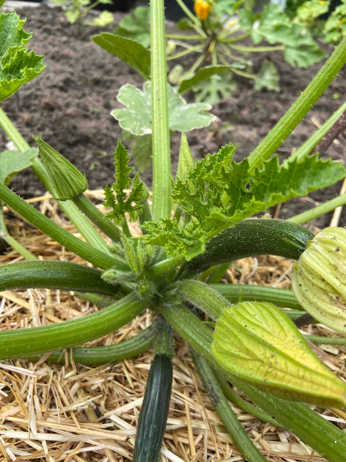 Organic Courgette Black Beauty zaden