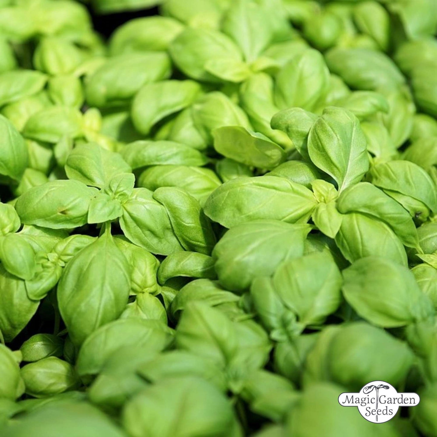 Basilicum 'Genovese' zaden biologisch