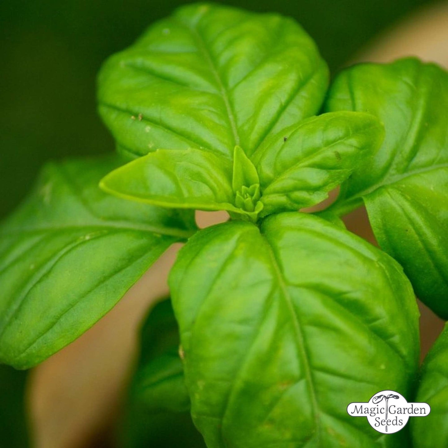 Basilicum 'Genovese' zaden biologisch