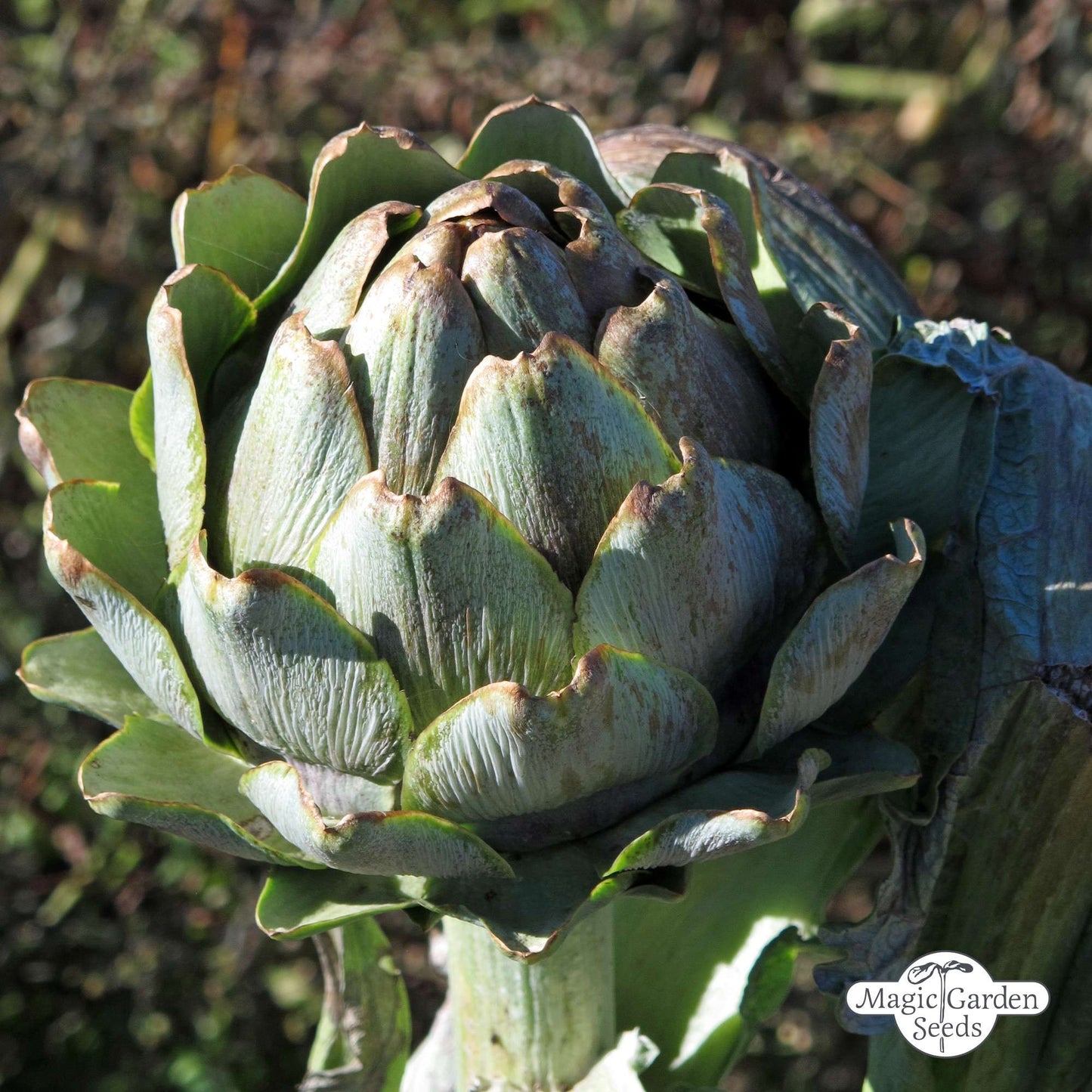 Artisjok 'Imperial Star' zaden biologisch