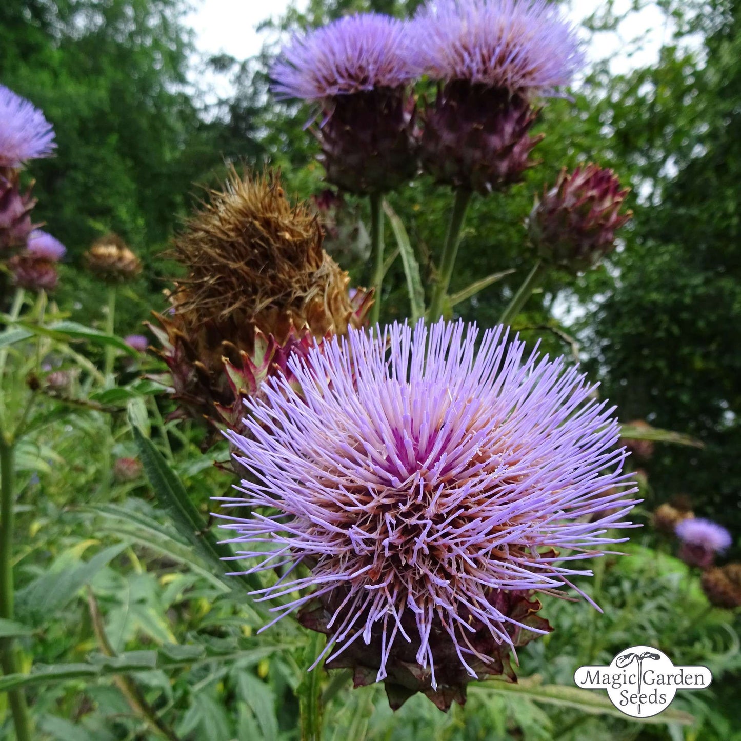 Artisjok 'Imperial Star' zaden biologisch