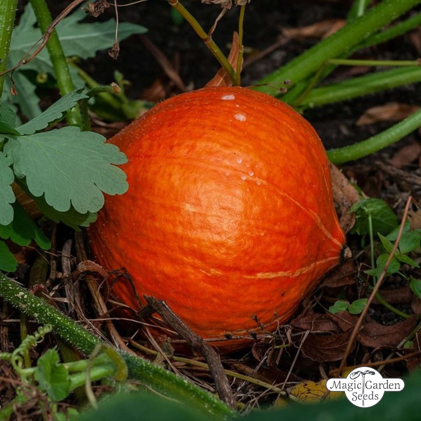 Hokkaido Pompoen 'Red Kuri' zaden biologisch