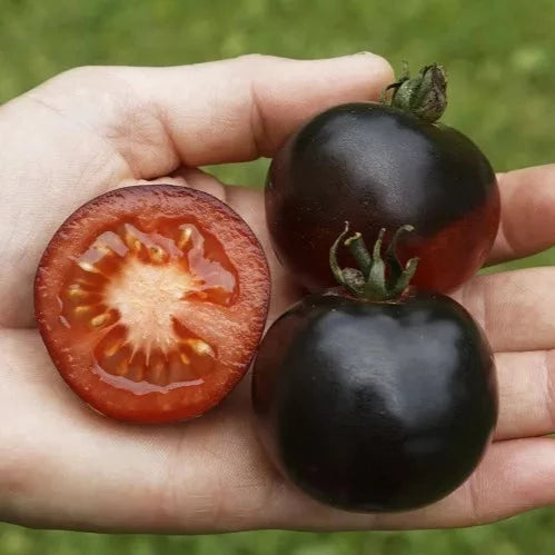 Tomaat ‘Indigo Rose’ (Solanum lycopersicum) – biologische zaden
