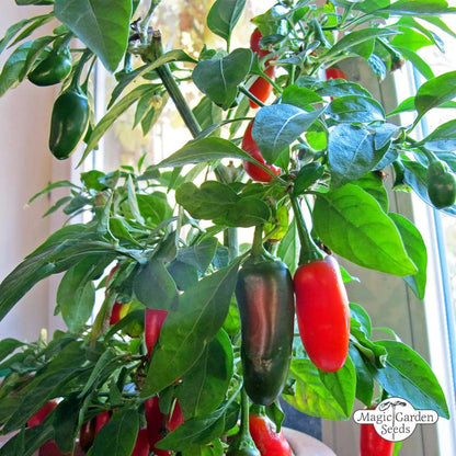 Jalapeño peper zaden biologisch