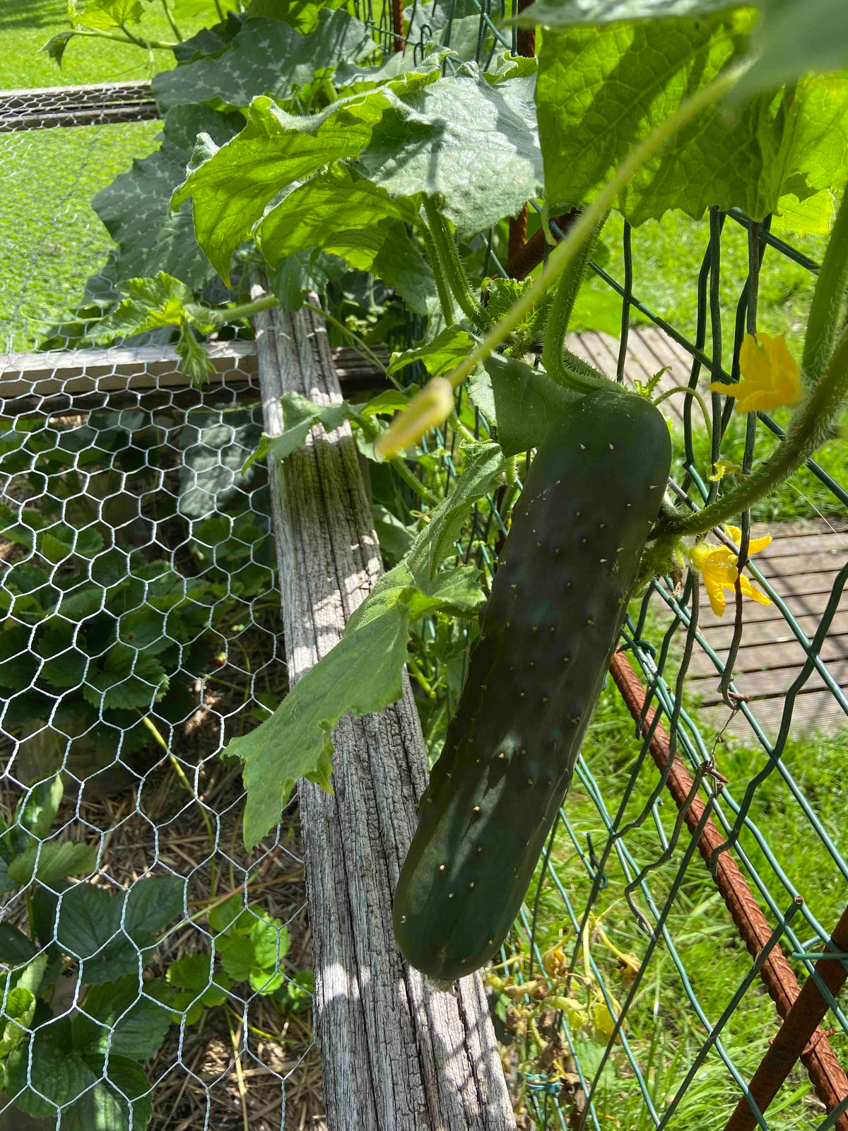 Organic Komkommer Marketmore zaden - Feggies