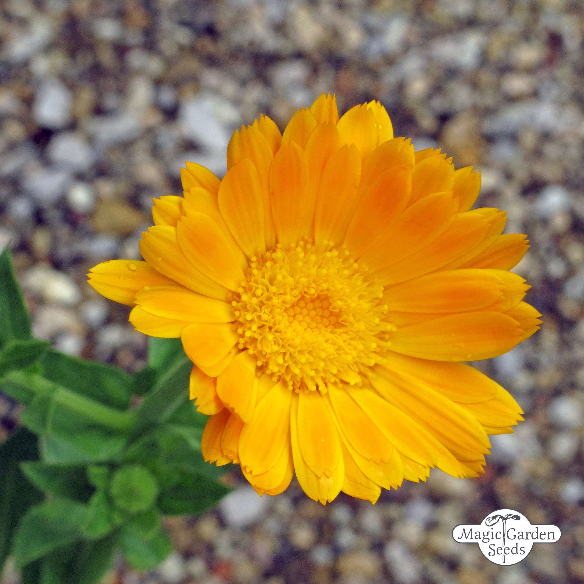 Goudsbloem Marigold zaden biologisch (calendula)