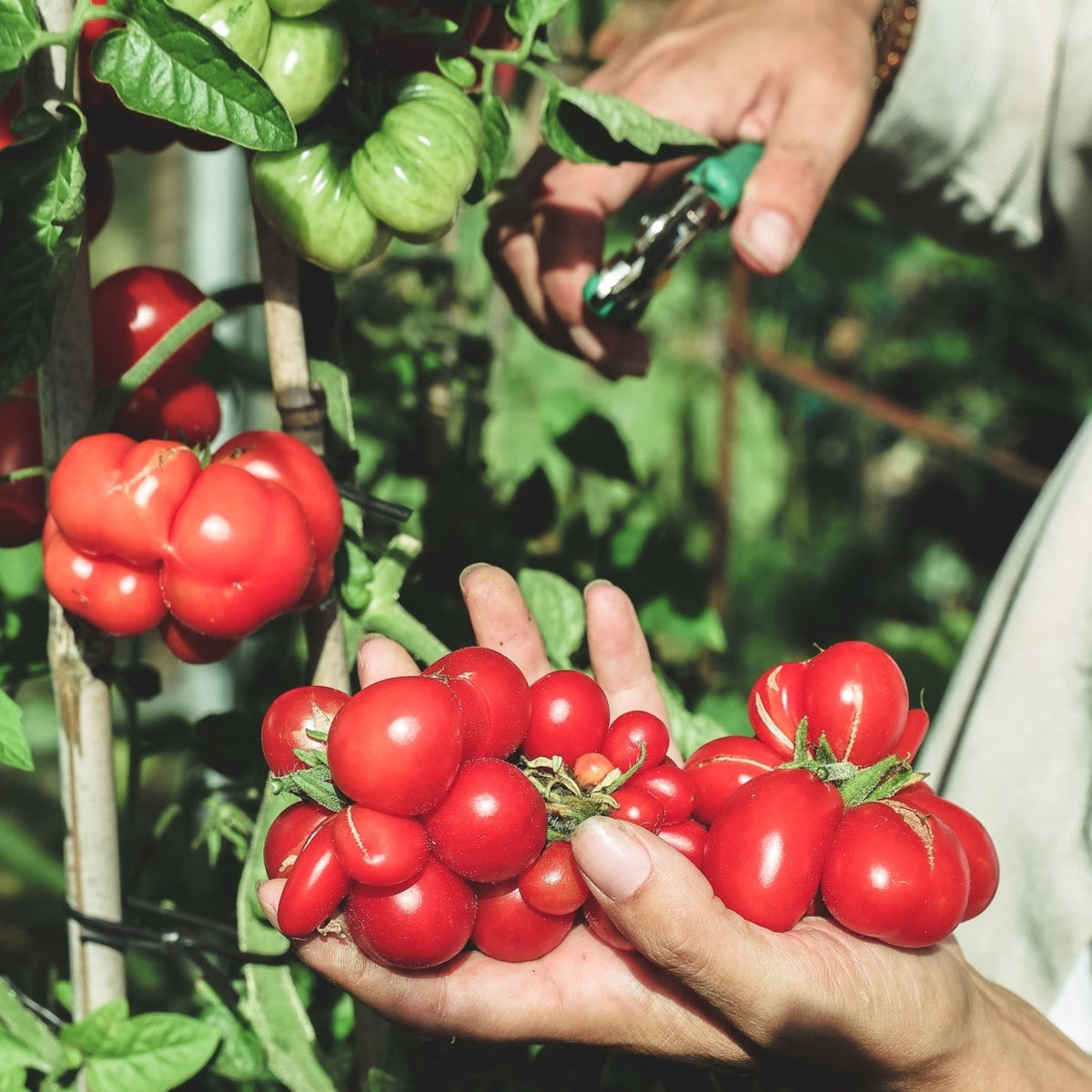 Tomaat Voyage zaden - Feggies