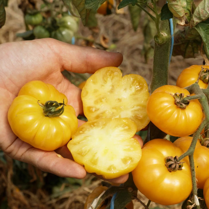 Tomaat ‘Old Yellow Candystripe’ (Solanum lycopersicum) – biologische zaden