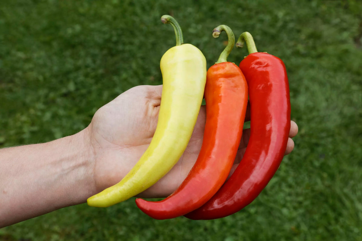 Kleine Balkonbox (5 soorten) – biologische zaden - Feggies