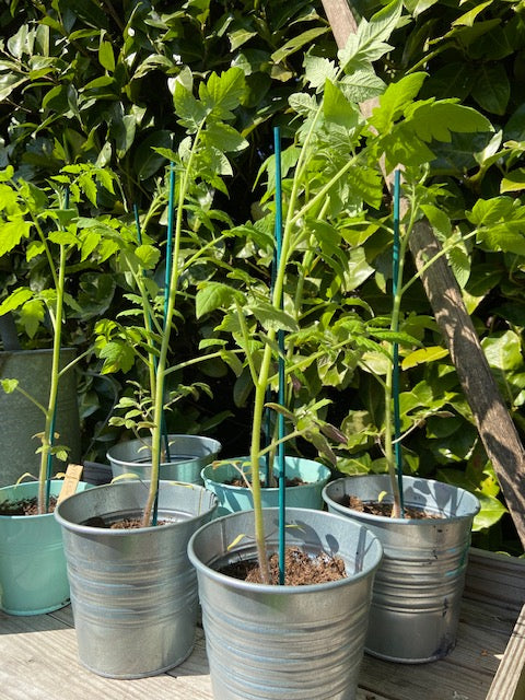 Splitbamboe 40cm Groen 25st. - Feggies