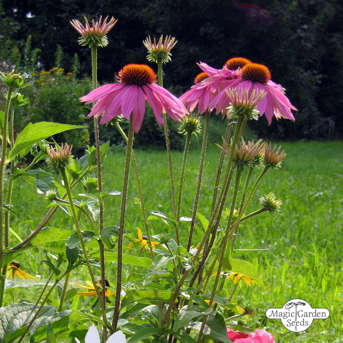 Rode Zonnehoed 'Echinacea purpurea' zaden biologisch - Feggies