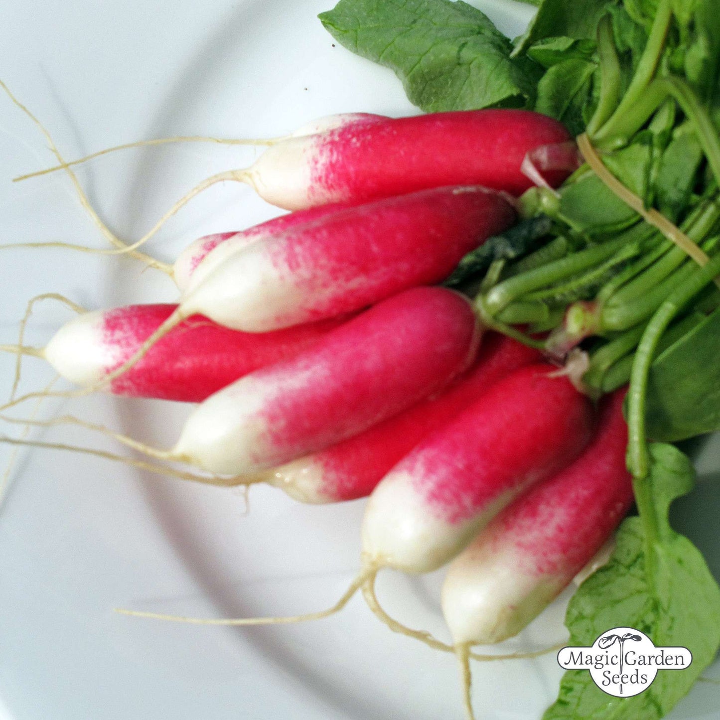 Radijs 'French Breakfast' zaden Biologisch